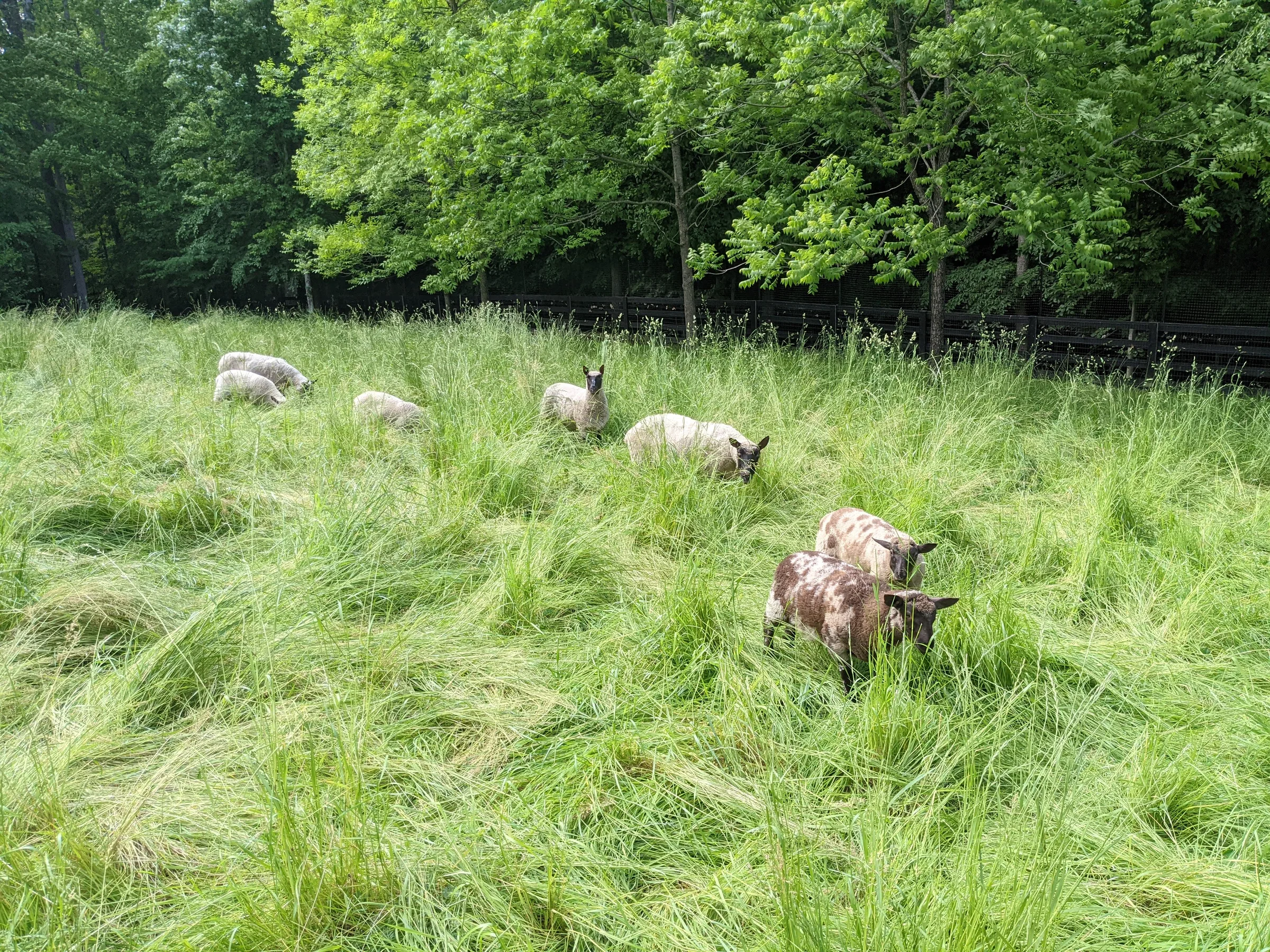 New Hampshire estate with animals