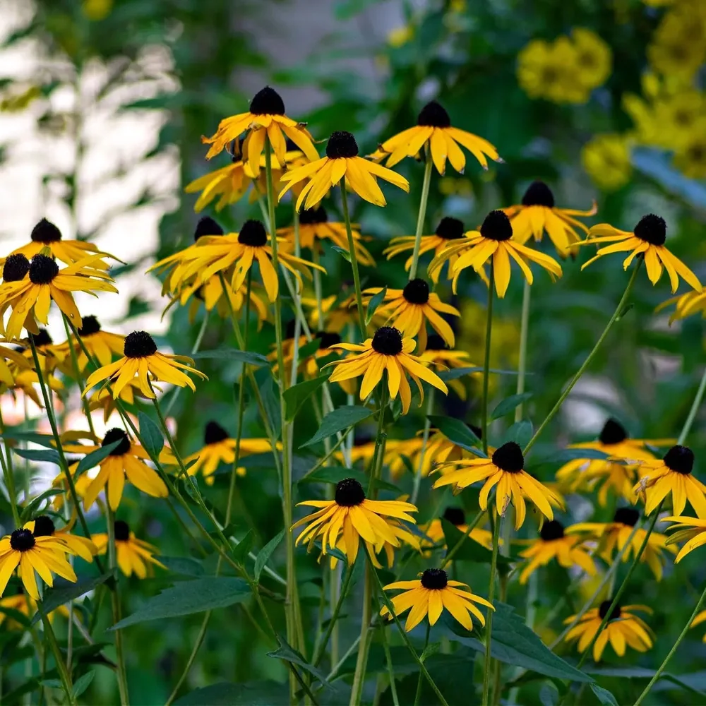 Black-Eyed Susan