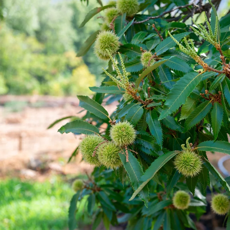 Chestnut