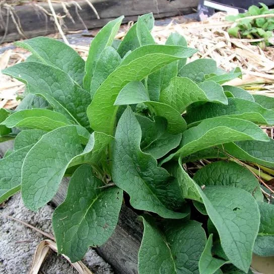 Comfrey