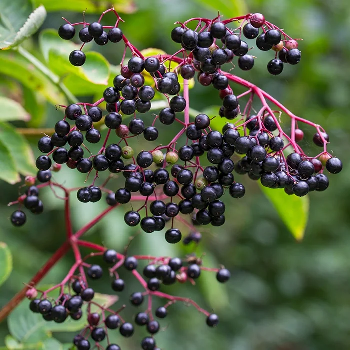 Elderberry
