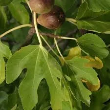 Fig