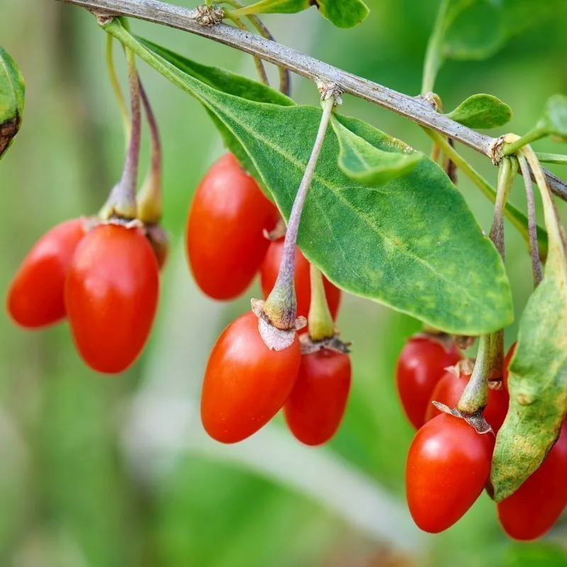 Goji Berry