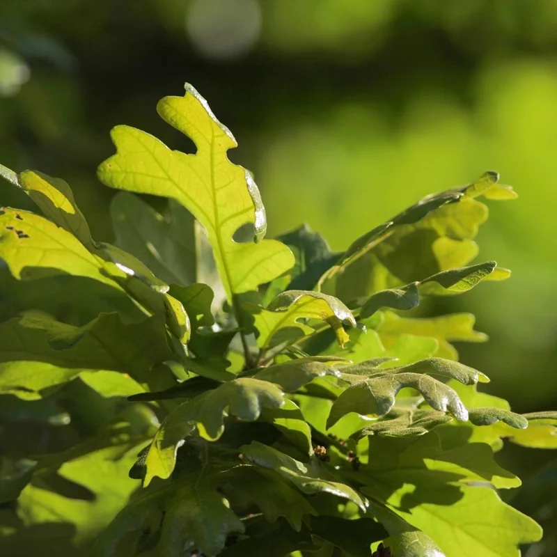 Oak
