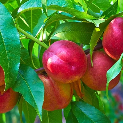 Peach