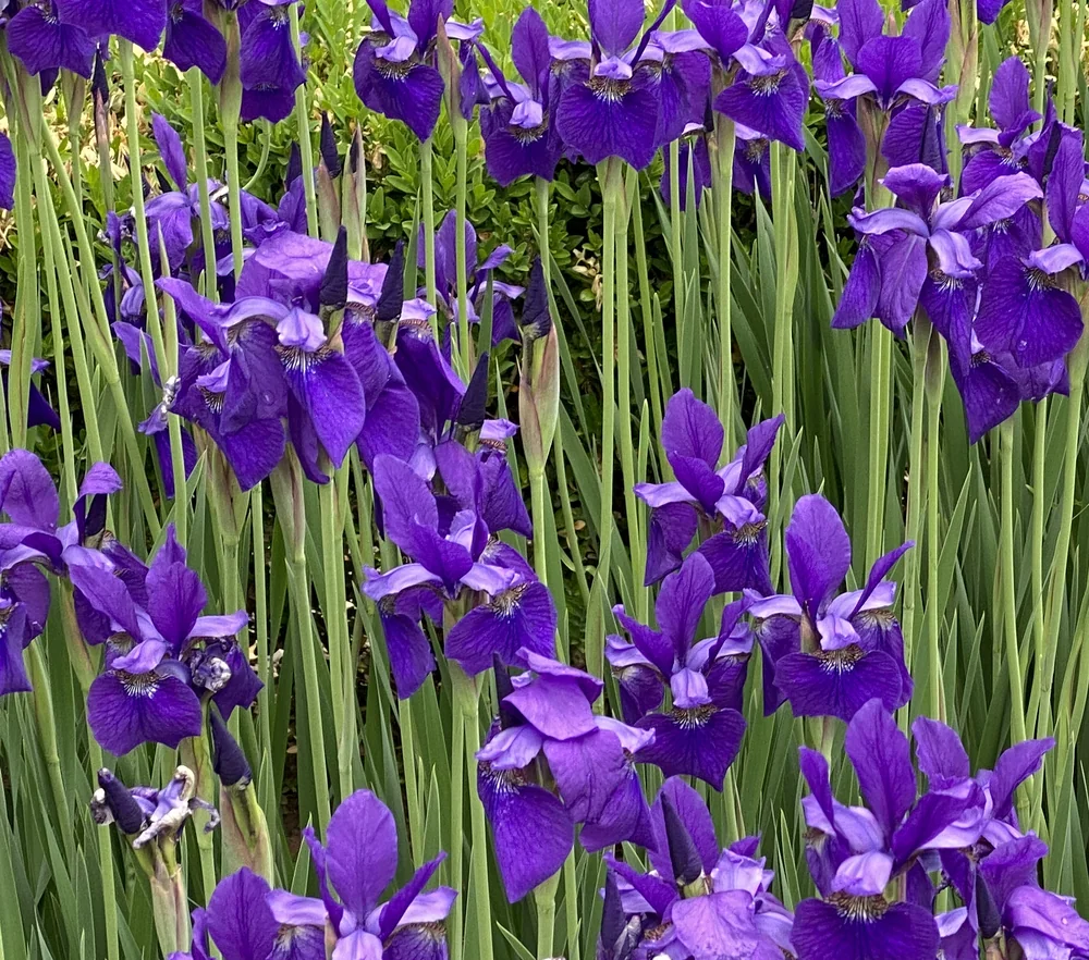 Siberian Iris